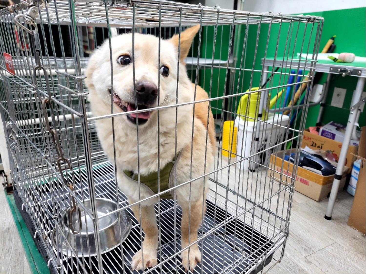 고양시동물보호센터_441394202300726